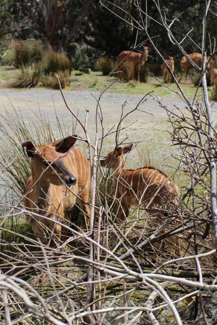 Wellington Zoo 23 - Mum and baby Nyala