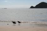 Christmas 2012 - 029 - Oystercatchers, Abel Tasman