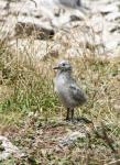 Christmas 2012 - 082 - Baby seagull, East head, Kaikoura