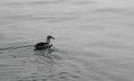 Christmas 2012 - 107 - Buller's Albatross, Kaikoura