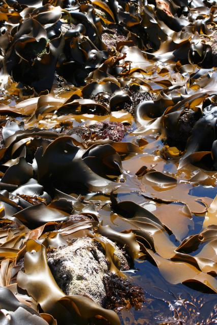 Christmas 2012 - 079 - Bull kelp, Kaikoura