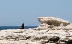 Christmas 2012 - 084 - New Zealand fur seal, East head, Kaikoura