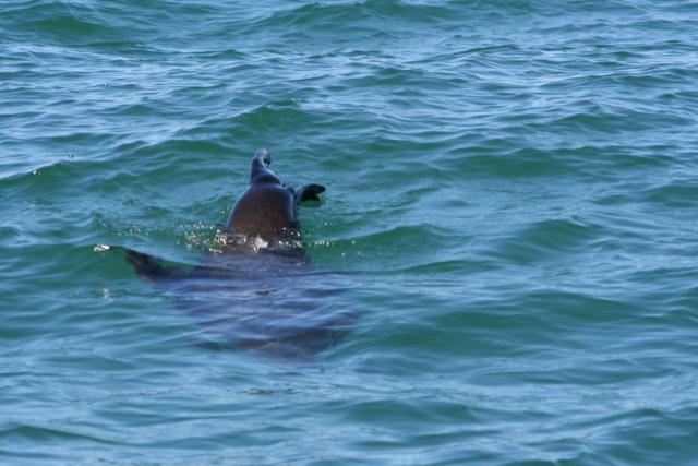 Christmas 2012 - 038 - New Zealand fur seal, Abel Tasman