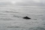 Christmas 2012 - 099 - Sperm whale diving, Kaikoura