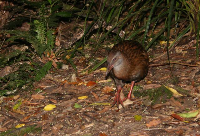 Kapiti Island - 03 - Weka