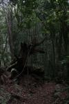 Kapiti Island - 04 - Arbres