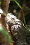 Karori Nov09 - 17 - Tuatara