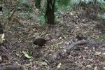 Kapiti 2019 09 - Weka and chick