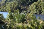 Takahe 03 - Lower lake next to the Takahe's enclosure