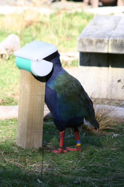 Takahe 05 - Takahe feeding