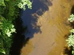 Whanganui River 10 - Eels from Bridge to Nowhere