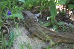 Karori - Animals - Tuatara 2