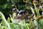 Karori - Birds - Tui feeding off a flax flower