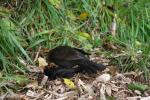 Karori - 02 - Female manupango picking on a dead male