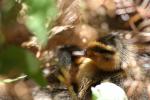 Karori Nov09 - 05 - Lil' ducklings