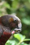 Karori Nov09 - 10 - Mr Kaka prefers snacking