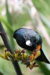 Karori Nov09 - 21 - Tui feeding on a harakeke