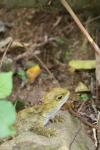 Karori 05 - Juvenile tuatara