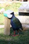 Takahe 05 - Takahe feeding