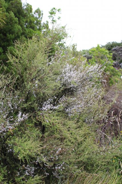 Paekakariki 33 - Manuka, NgÄ Manu Reserve