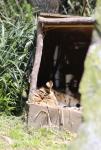 Wellington Zoo 25 - Serval cat