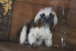 Wellington Zoo 57 - Cotton-top Tamarin