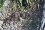 Wellington Zoo 01 - Otter