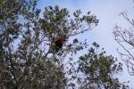 Wellington Zoo 10 - Red Panda