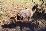 Wellington Zoo 47 - Nyala