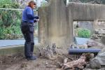 Wellington Zoo 70 - Meerkats