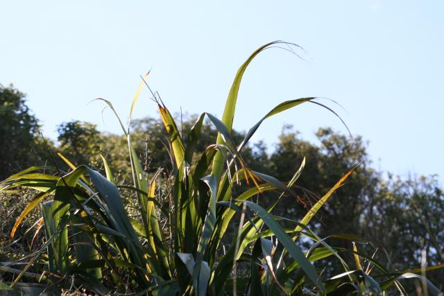 Matiu Somes Island - 15 - Harakeke (flax)