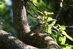 Matiu Somes Island - 19 - Chaffinch (female)