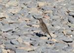 Makara Beach - 08 - New Zealand pipit (Pihoihoi)