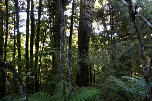 Odyssey 2009 - 09 - Whirinaki park