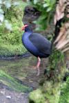 11 - Staglands - Pukeko