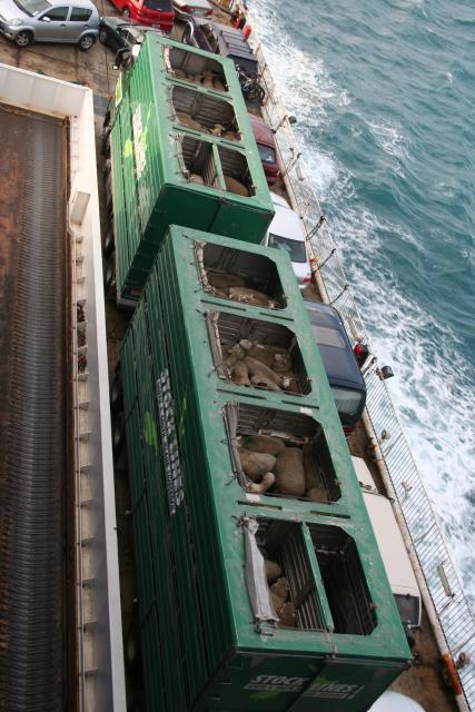 Christmas 2012 - 127 - Sheep on the ferry