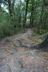 02 - Kereru Rd Track, on the ridge