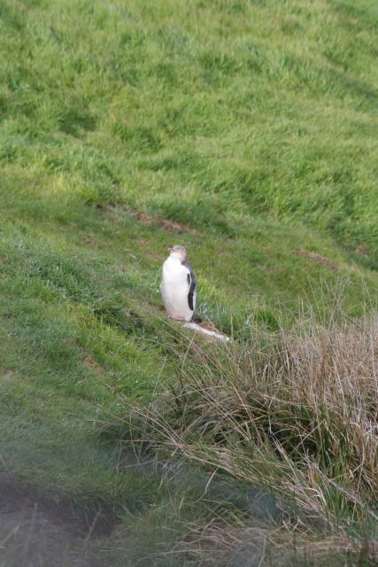 086 - Dunedin - Yellow penguin