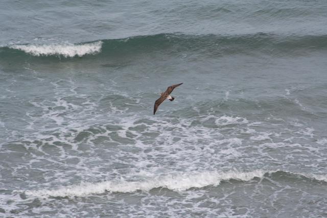 088 - Dunedin - Southern seagull