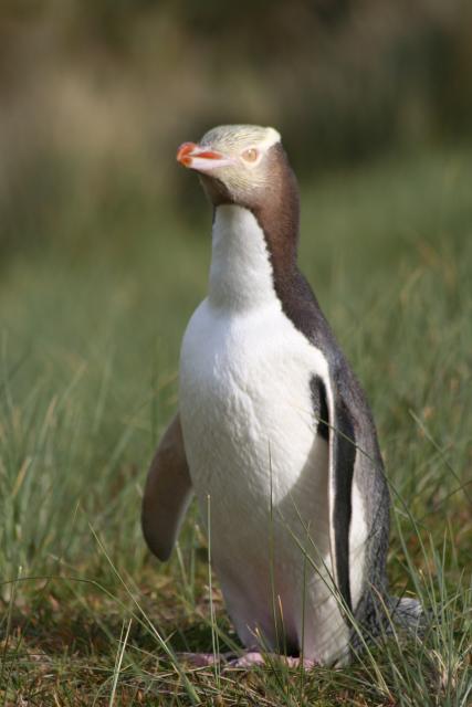 091 - Dunedin - Yellow penguin