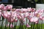 111 - Dunedin - Botanical garden, tulips