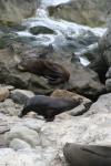 Xmas holidays 08-08 - 015 - Ohau seal colony