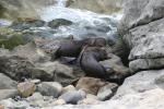 Xmas holidays 08-08 - 016 - Ohau seal colony - Seals fighting