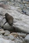 Xmas holidays 08-08 - 017 - Ohau seal colony - Badass seal chasing off baby seal