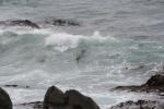 Xmas holidays 08-08 - 018 - Ohau seal colony - Surfing seal