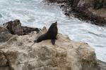 Xmas holidays 08-08 - 019 - Ohau seal colony - Pin-up seal