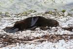 Xmas holidays 08-08 - 027 - Kaikoura Peninsula - Even more lazy seal