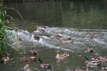 Xmas holidays 08-08 - 085 - Wellington, Botanical Garden - Racing ducks