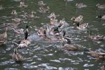 Xmas holidays 08-08 - 086 - Wellington, Botanical Garden - Fighting ducks