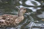 Xmas holidays 08-08 - 089 - Wellington, Botanical Garden - My name is Duck, James Duck